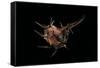 Murex Tribulus-Paul Starosta-Framed Stretched Canvas