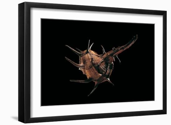 Murex Tribulus-Paul Starosta-Framed Photographic Print