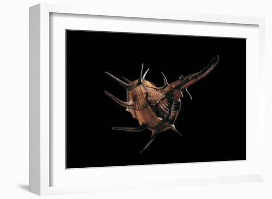 Murex Tribulus-Paul Starosta-Framed Photographic Print