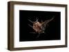 Murex Tribulus-Paul Starosta-Framed Photographic Print