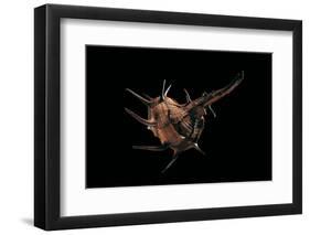 Murex Tribulus-Paul Starosta-Framed Photographic Print