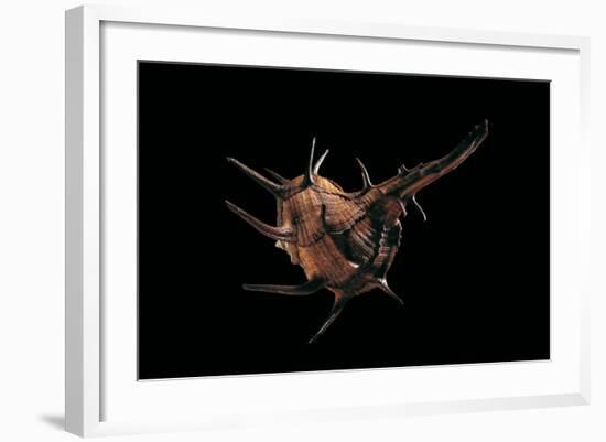 Murex Tribulus-Paul Starosta-Framed Photographic Print