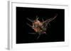 Murex Tribulus-Paul Starosta-Framed Photographic Print