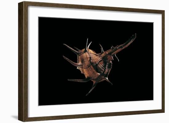 Murex Tribulus-Paul Starosta-Framed Photographic Print