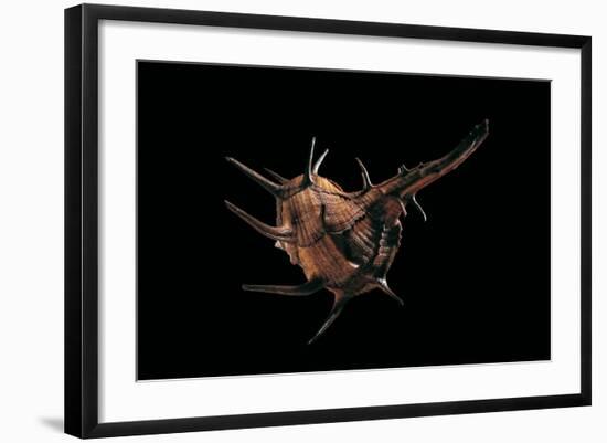 Murex Tribulus-Paul Starosta-Framed Photographic Print