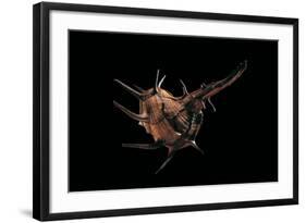 Murex Tribulus-Paul Starosta-Framed Photographic Print