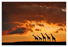 Five Giraffes-Muriel Vekemans-Mounted Art Print