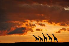 Five Giraffes-Muriel Vekemans-Framed Photographic Print