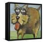 Murphy Stout Dog-Tim Nyberg-Framed Stretched Canvas