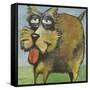 Murphy Stout Dog-Tim Nyberg-Framed Stretched Canvas