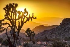 Joshua Tree No. 6-Murray Bolesta-Photographic Print