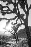 Joshua Tree No. 6-Murray Bolesta-Photographic Print