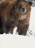 Brown Bear in Snow, North America-Murray Louise-Photographic Print