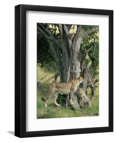 Premium Photographic Print, , large
