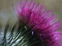 Close-Up of a Scottish Thistle Flower-Murray Louise-Photographic Print