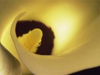 Detail of a Red Gerbera, Stacked-Murray Louise-Photographic Print