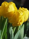 Close-Up of Yellow Tulips at Lisse, Netherlands, Europe-Murray Louise-Photographic Print