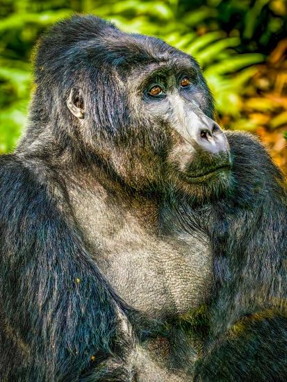 Premium Photographic Print, , large