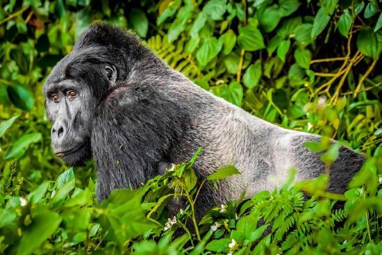 Bwindi Forest, Uganda. the Silverback, alpha male leader of group of ...