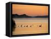 Murray River at Dawn, Mannum, South Australia, Australia-David Wall-Framed Stretched Canvas