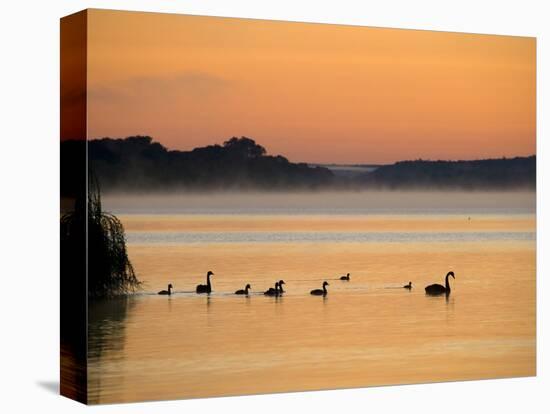 Murray River at Dawn, Mannum, South Australia, Australia-David Wall-Stretched Canvas