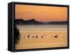 Murray River at Dawn, Mannum, South Australia, Australia-David Wall-Framed Stretched Canvas