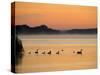 Murray River at Dawn, Mannum, South Australia, Australia-David Wall-Stretched Canvas