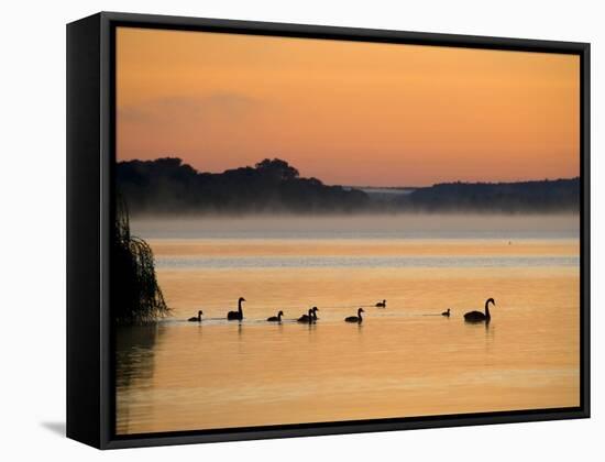 Murray River at Dawn, Mannum, South Australia, Australia-David Wall-Framed Stretched Canvas