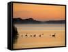 Murray River at Dawn, Mannum, South Australia, Australia-David Wall-Framed Stretched Canvas