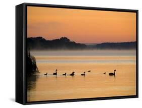 Murray River at Dawn, Mannum, South Australia, Australia-David Wall-Framed Stretched Canvas