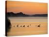 Murray River at Dawn, Mannum, South Australia, Australia-David Wall-Stretched Canvas