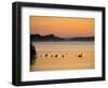 Murray River at Dawn, Mannum, South Australia, Australia-David Wall-Framed Photographic Print