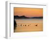 Murray River at Dawn, Mannum, South Australia, Australia-David Wall-Framed Photographic Print