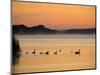 Murray River at Dawn, Mannum, South Australia, Australia-David Wall-Mounted Photographic Print