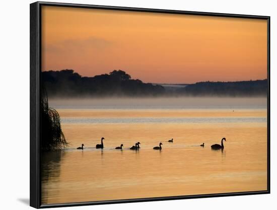 Murray River at Dawn, Mannum, South Australia, Australia-David Wall-Framed Photographic Print