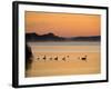 Murray River at Dawn, Mannum, South Australia, Australia-David Wall-Framed Photographic Print