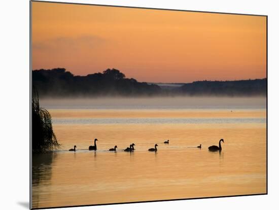 Murray River at Dawn, Mannum, South Australia, Australia-David Wall-Mounted Photographic Print