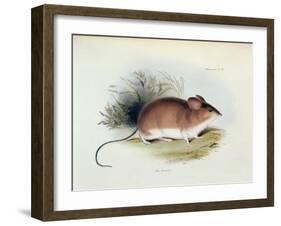 Mus Darwinii, Illustration from 'The Zoology of the Voyage of H.M.S. Beagle, 1832-36'-Charles Darwin-Framed Giclee Print