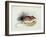 Mus Darwinii, Illustration from 'The Zoology of the Voyage of H.M.S. Beagle, 1832-36'-Charles Darwin-Framed Giclee Print