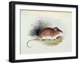 Mus Darwinii, Illustration from 'The Zoology of the Voyage of H.M.S. Beagle, 1832-36'-Charles Darwin-Framed Giclee Print