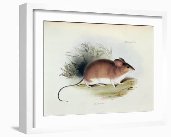 Mus Darwinii, Illustration from 'The Zoology of the Voyage of H.M.S. Beagle, 1832-36'-Charles Darwin-Framed Giclee Print