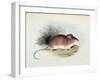 Mus Darwinii, Illustration from 'The Zoology of the Voyage of H.M.S. Beagle, 1832-36'-Charles Darwin-Framed Giclee Print