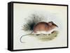Mus Darwinii, Illustration from 'The Zoology of the Voyage of H.M.S. Beagle, 1832-36'-Charles Darwin-Framed Stretched Canvas