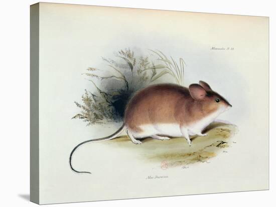 Mus Darwinii, Illustration from 'The Zoology of the Voyage of H.M.S. Beagle, 1832-36'-Charles Darwin-Stretched Canvas