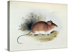 Mus Darwinii, Illustration from 'The Zoology of the Voyage of H.M.S. Beagle, 1832-36'-Charles Darwin-Stretched Canvas