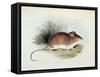 Mus Darwinii, Illustration from 'The Zoology of the Voyage of H.M.S. Beagle, 1832-36'-Charles Darwin-Framed Stretched Canvas