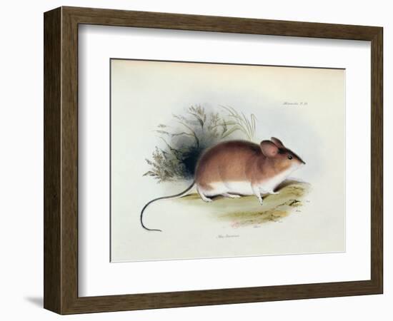 Mus Darwinii, Illustration from 'The Zoology of the Voyage of H.M.S. Beagle, 1832-36'-Charles Darwin-Framed Giclee Print