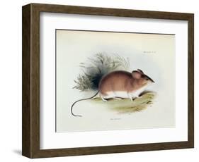 Mus Darwinii, Illustration from 'The Zoology of the Voyage of H.M.S. Beagle, 1832-36'-Charles Darwin-Framed Giclee Print