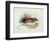 Mus Darwinii, Illustration from 'The Zoology of the Voyage of H.M.S. Beagle, 1832-36'-Charles Darwin-Framed Giclee Print