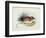 Mus Darwinii, Illustration from 'The Zoology of the Voyage of H.M.S. Beagle, 1832-36'-Charles Darwin-Framed Giclee Print